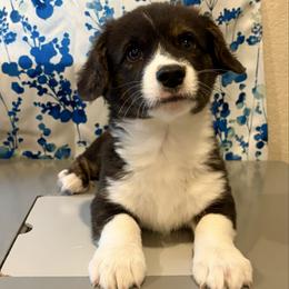Rudolph - Black and white male American Corgi puppy in Temple, Texas from Silver Moon Cardigan Corgis