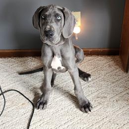 Great Dane Puppies from Dana's Danes
