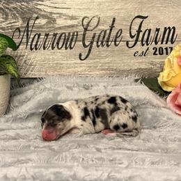 Brie - White and blue merle female Border Collie puppy in Moody, Texas from Narrow Gate Farm