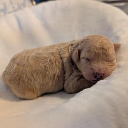 Sansa - Cream female Goldendoodle puppy in Rockledge, Florida from Bellady's Shihpoos