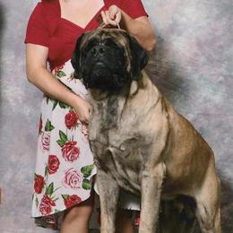 Nuke - Mastiff