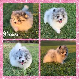 Pandora - Blue merle female Pomeranian puppy in Anna, Texas from Fantasy Pomeranians & Fantasy Aussies