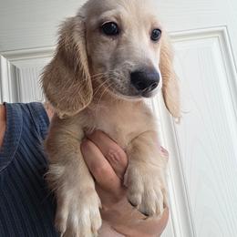 Guinness - Cream male Dachshund puppy in El Paso, Texas from Mells Weenies