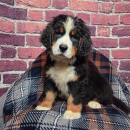 Brady - Black rust and white male Bernese Mountain Dog puppy in Greenwood, Delaware from A&A Greenwood Puppies