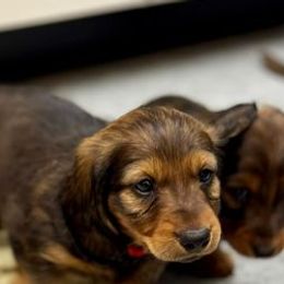 Dachshunds from Four Seasons Dachshunds