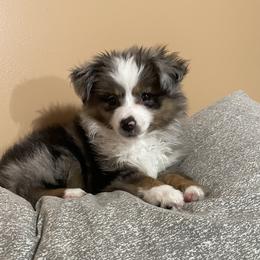 Miniature Australian Shepherd and Toy Australian Shepherd Puppies from Triple J Aussies
