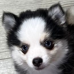 Bougee Fivel boy - Black and white male Pomsky puppy in Enid, Oklahoma from Mile Hi Pomskies