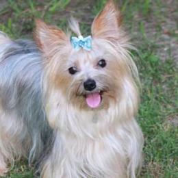 Lilly - Yorkshire Terrier