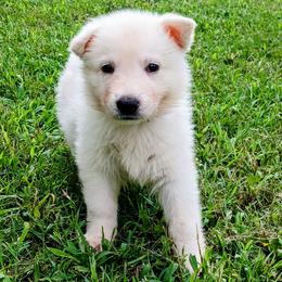 Purple girl - White female German Shepherd puppy in Bexar County, Texas from Scenic Creek German Shepherds and White Swiss Shepherds