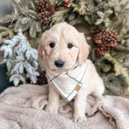Pink Sugar - Cream Goldendoodle puppy in Lagrange, Ohio from Sweet Magnolia Doodles and The Magnolia Golden Retrievers