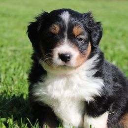 Lamby - Black tri female Miniature American Shepherd puppy in Franklin, Kentucky from LF Ranch