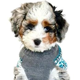 Bernedoodle Puppies from Land of Oz Doodles