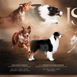 Australian Shepherd puppies from JS Aussies