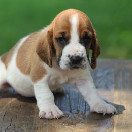 Female 2 - Mahogany and white female Basset Hound puppy in Georgia from Huff's Hounds