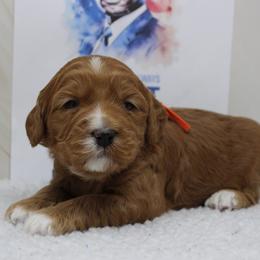 Copper orange collar - Apricot male Australian Labradoodle puppy in Provo, Utah from EllsWORTH Labradoodles LLC
