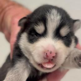 Jessy - Black and white male Pomsky puppy in Spring Hill, Florida from PDQ Pomskies