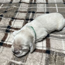 Cocker Spaniels from Livengood Cockers