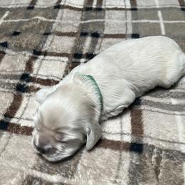 Cocker Spaniels from Livengood Cockers