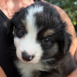 Raisin - Black tri female Miniature Australian Shepherd puppy in Ringgold, Louisiana from Barrett's Buddies
