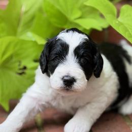 Adriatic - Black and white female Bernedoodle puppy in Russellville, Arkansas from Crossgate Doodles