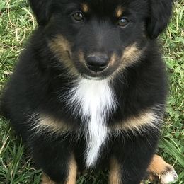 Miniature Australian Shepherds from Elk Grove Mini Aussies