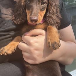 Dachshund Puppies from EntityDachs