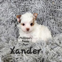 Xander - Chocolate, tan and white male Yorkshire Terrier puppy in Adair, Oklahoma from Phillippe's Puppy Paws