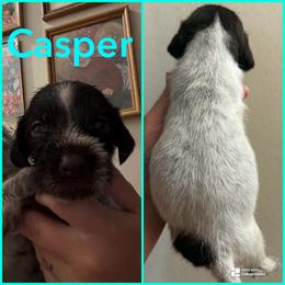 Casper - Liver and white male German Wirehaired Pointer puppy in Fulshear, Texas from Jagged Edge German Wirehaired Versatility Dogs