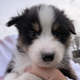 BTM - Black tri-color male Australian Shepherd puppy in Manchester, Iowa from Lone Willow Aussies