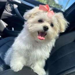 Maltipoo Puppies from Teddys Teddy Bears