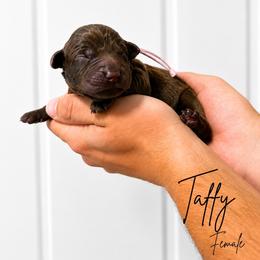 Taffy - Chocolate female Labrador Retriever puppy in Amery, Wisconsin from Cornerstone Retrievers