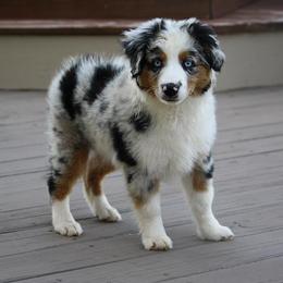 Miniature American Shepherds from Rikashay Kennels