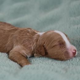 Ron - male Golden Mountain Doodle puppy in Murray, Utah from Good Looking Dogs