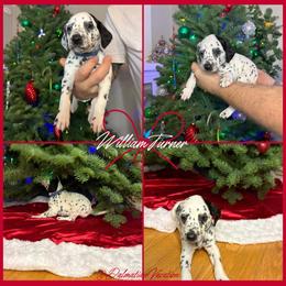 William Turner - White and black male Dalmatian puppy in Chehalis, Washington from Dalmatian Vacation