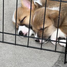 Pembroke Welsh Corgi Puppies from Sweet Bailey and The Corgi Babes
