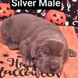 Edgar - Silver male Dilute Retriever puppy in Madras, Oregon from GT Labradors