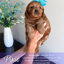 Pixie - Red female Cavapoo puppy in South Jordan, Utah from Wonderful World Doodles