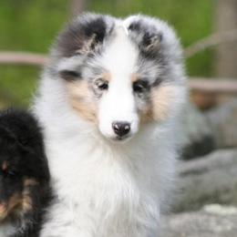 Shetland Sheepdogs from Rosmoor