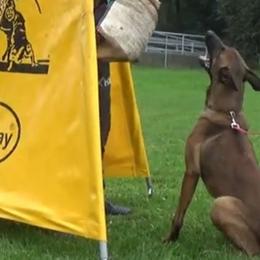 CAYRRA - Belgian Malinois