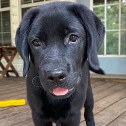 BUSTER - Black male Labrador Retriever puppy in Grand Saline, Texas from Castle Hills Labradors
