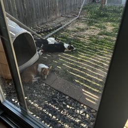 Pembroke Welsh Corgi Puppies from Diamond K Corgis