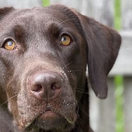 Labrador Retrievers from Red Retrievers