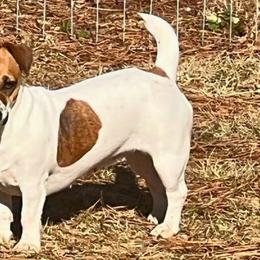 Shasta - Jack Russell Terrier