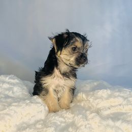 Biewer Terrier, Companion Cross, and Morkie Puppies from Puppy Boutique