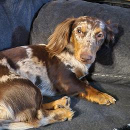 Oliver - Dachshund