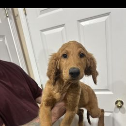 Black - Red  female Goldendoodle puppy in Savannah, Georgia from PurdyDoodles