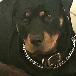 Rottweilers from Cascade Rottweilers of the Pacific Northwest