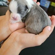 Australian Shepherd and Shichon Puppies from Robertson's Dream Ranch Aussies & Teddy's