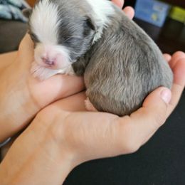 Australian Shepherd and Shichon Puppies from Robertson's Dream Ranch Aussies & Teddy's