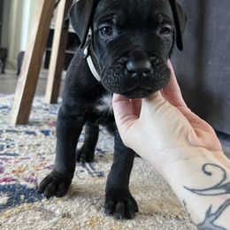 Cane Corso Puppies from Ragnarok kennels